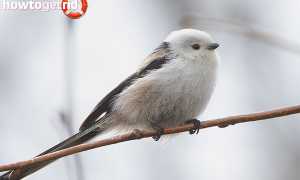 Длиннохвостая синица — описание, среда обитания