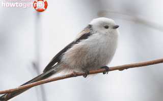 Длиннохвостая синица — описание, среда обитания