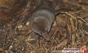 Бурозубка — описание, среда обитания, образ жизни