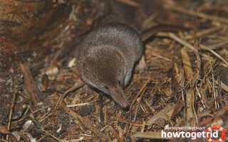 Бурозубка — описание, среда обитания, образ жизни