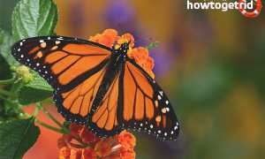 Данаида монарх — описание, среда обитания, виды