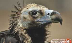 Черный гриф — описание, среда обитания, интересные факты