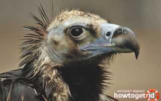 Черный гриф — описание, среда обитания, интересные факты