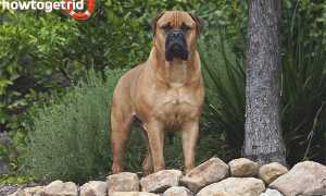 Бурбуль — описание породы и характер собаки