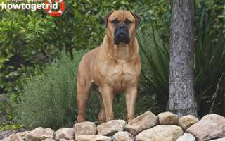 Бурбуль — описание породы и характер собаки