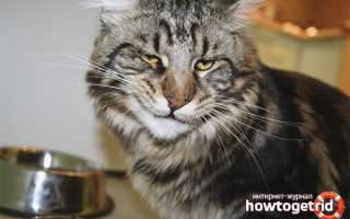 Чем кормить породу кошек мейн-кун?