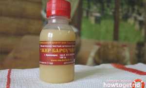 Барсучий жир — лечебные свойства и противопоказания