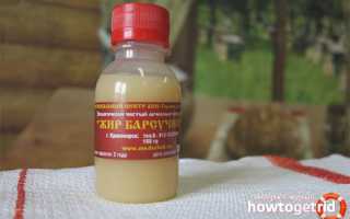 Барсучий жир — лечебные свойства и противопоказания