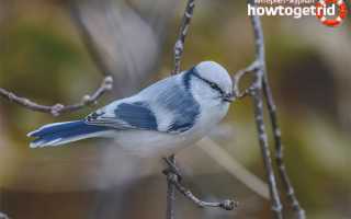 Белая лазоревка — описание, среда обитания, интересные факты
