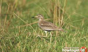 Авдотка — описание, среда обитания, интересные факты