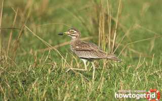 Авдотка — описание, среда обитания, интересные факты