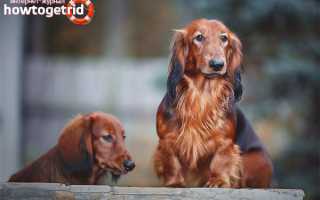 Длинношерстная такса — описание породы и характер собаки