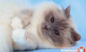 Бирманская кошка (священная бирма) — описание породы