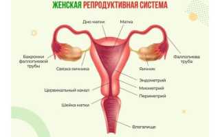 Бесплодие: гормональные причины и чем поможет эндокринолог