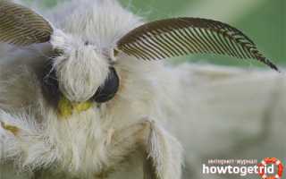 Бабочка шелкопряд — описание, среда обитания, виды