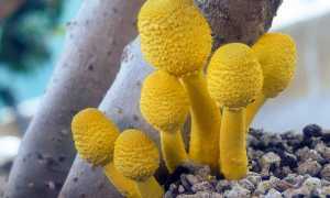 Белонавозник Бирнбаума — описание, где растет, ядовитость гриба