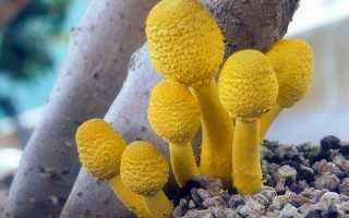 Белонавозник Бирнбаума — описание, где растет, ядовитость гриба