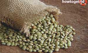 Чем отличается красная чечевица от зелёной?