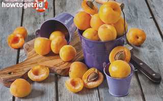 Абрикосы при беременности — польза и вред