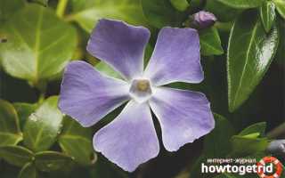 Барвинок — лечебные свойства и противопоказания