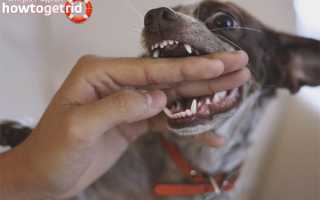 Что делать при укусе собаки: полезные советы