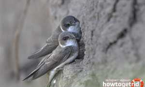 Береговушка — описание, среда обитания, интересные факты