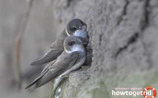 Береговушка — описание, среда обитания, интересные факты