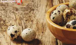 Чем полезны перепелиные яйца для мужчин и женщин