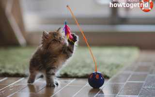 Что нужно для котенка в квартире