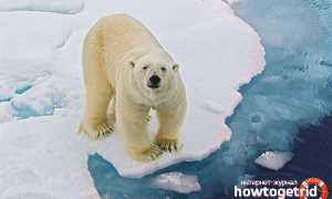 Белый медведь — описание, среда обитания, образ жизни
