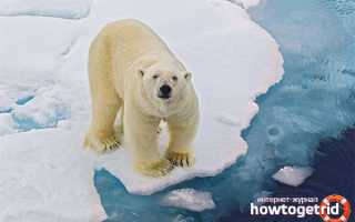 Белый медведь — описание, среда обитания, образ жизни