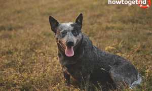 Австралийская пастушья собака — описание породы