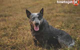 Австралийская пастушья собака — описание породы