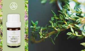 Эфирное масло чабреца — свойства и применение