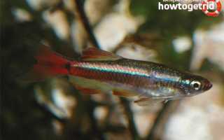 Аквариумная рыбка кардинал — уход и содержание