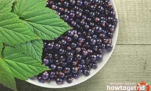 Черная смородина — полезные свойства и противопоказания