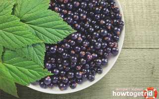 Черная смородина — полезные свойства и противопоказания