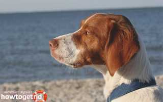 Бретонский эпаньоль — описание породы и характер собаки