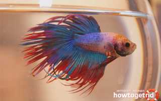 Аквариумные рыбки петушки — уход и содержание
