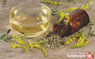 Донник — лечебные свойства и противопоказания