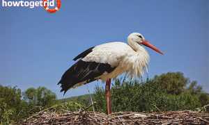 Белый аист — описание, среда обитания, интересные факты
