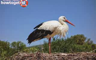 Белый аист — описание, среда обитания, интересные факты