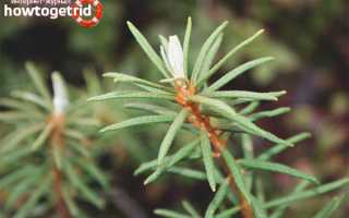 Багульник болотный — лечебные свойства и противопоказания