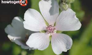 Алтей — лечебные свойства и противопоказания