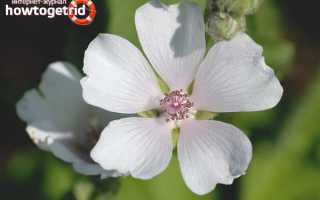 Алтей — лечебные свойства и противопоказания