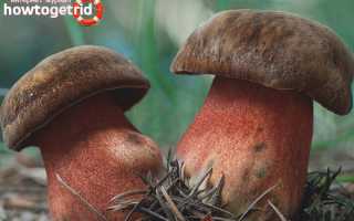 Дубовик крапчатый — описание, где растет, ядовитость гриба