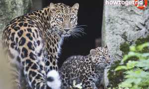 Дальневосточный леопард — среда обитания, образ жизни