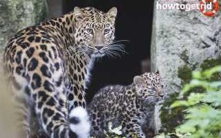 Дальневосточный леопард — среда обитания, образ жизни