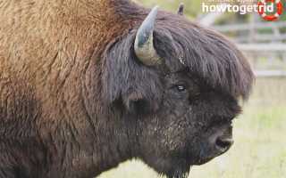 Бизон — описание, среда обитания, образ жизни