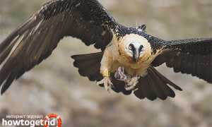 Бородач (ягнятник) — описание, среда обитания